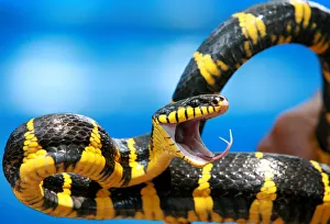 Snake keeper holds Gold-ringed cat snake during Flora and Fauna exhibition in Jakarta Snake keeper holds Gold-ringed cat snake during Flora and Fauna exhibition in Jakarta