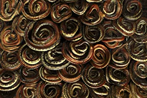 Snakes which are to be dried in oven are seen at a snake slaughterhouse at Kapetakan Snakes which are to be dried in oven are seen at a snake slaughterhouse at Kapetakan