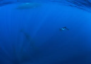 A snorkeler swims towards sperm whales diving into the deep blue sea off the coast of A snorkeler swims towards sperm whales diving into the deep blue sea off the coast of