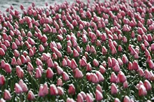 Snow covers tulips blooming in a park near the White House after a rare April snowfall Snow covers tulips blooming in a park near the White House after a rare April snowfall