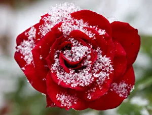 Snowflakes gather on a late blossoming rose in Vienna Snowflakes gather on a late blossoming rose in Vienna