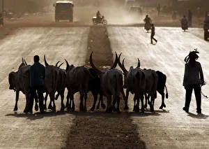 Southern Sudanese men cross a street with cattle during sunset in Juba Southern Sudanese men cross a street with cattle during sunset in Juba