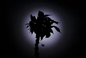 A spider hanging by its web on a flower is silhouetted against the full moon after A spider hanging by its web on a flower is silhouetted against the full moon after