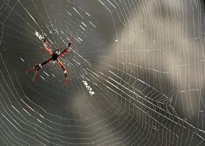 A spider weaves a web in Nakhonsawan province, north of Bangkok A spider weaves a web in Nakhonsawan province, north of Bangkok