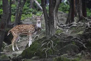 A spotted deer is seen inside a deer park in the premises of Pashupatinath Temple A spotted deer is seen inside a deer park in the premises of Pashupatinath Temple