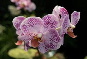 Nairobi Collection: An Ever Spring orchid is displayed at the 55th annual Nairobi Orchid Show