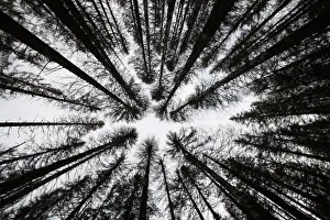 A spruce forest attacked by engrave beetles is seen at the Czech Republics Sumava A spruce forest attacked by engrave beetles is seen at the Czech Republics Sumava