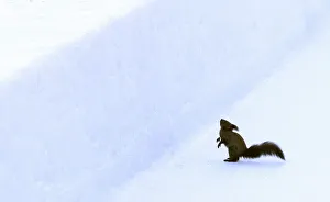 Squirrel crosses natural ice track during the second run of two-women competition Squirrel crosses natural ice track during the second run of two-women competition