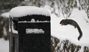 A squirrel jumps onto a rubbish bin in Princes Street Gardens in Edinburgh, Scotland A squirrel jumps onto a rubbish bin in Princes Street Gardens in Edinburgh, Scotland