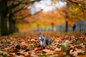A squirrel sits amongst leaves in Hyde Park during autumnal weather in London A squirrel sits amongst leaves in Hyde Park during autumnal weather in London