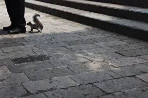 A squirrel smells the feet of a man in Mexico City A squirrel smells the feet of a man in Mexico City