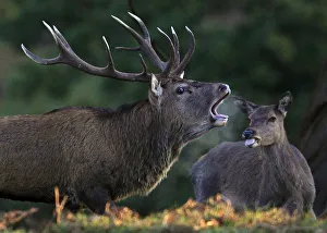 A stag calls during the rutting season at Bradgate Park in Newtown Linford A stag calls during the rutting season at Bradgate Park in Newtown Linford