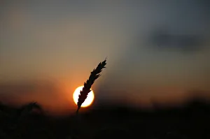 A stalk of soft red winter wheat is seen against the setting sun in Dixon, Illinois A stalk of soft red winter wheat is seen against the setting sun in Dixon, Illinois