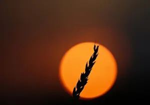 A stalk of soft red winter wheat is seen against the setting sun in Dixon A stalk of soft red winter wheat is seen against the setting sun in Dixon
