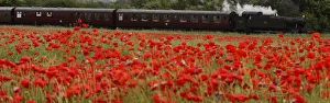 A steam train passes a poppy field on the outskirts of Loughborough A steam train passes a poppy field on the outskirts of Loughborough