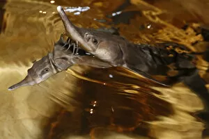 Russia Collection: Sterlet, a breed of sturgeon, swim in a tank at the Beloyarsky state fish hatchery in the