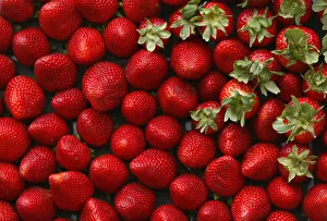 Strawberries are displayed during the 2009 Strawberry Festival in the agricultural Strawberries are displayed during the 2009 Strawberry Festival in the agricultural