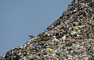 A stray dog stands on a rubbish dump at the seafront in Sidon A stray dog stands on a rubbish dump at the seafront in Sidon