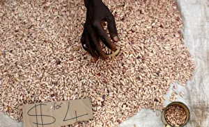A street vendor sorts through beans in Harare, Zimbabwe A street vendor sorts through beans in Harare, Zimbabwe