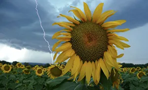 A sunflower field is seen in stormy weather near Donzere A sunflower field is seen in stormy weather near Donzere