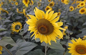 Sunflowers are seen in full bloom on a field in Sirisia district Sunflowers are seen in full bloom on a field in Sirisia district