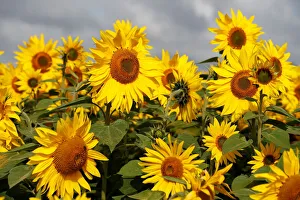 Sunflowers are seen at The Pop Up Farm in Flamstead, St Albans Sunflowers are seen at The Pop Up Farm in Flamstead, St Albans