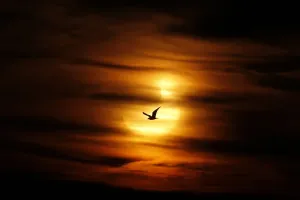 Sunlight Prints: A Seagull Silhouetted Print