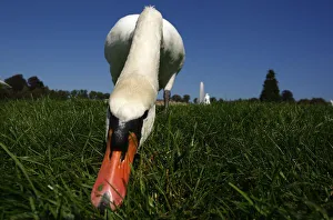 A swan eats grass in park of the Sans Souci palace in Potsdam A swan eats grass in park of the Sans Souci palace in Potsdam