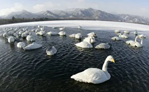 Swans float on the waters of Akan National Parks Lake Kussharo in Teshikaga town Swans float on the waters of Akan National Parks Lake Kussharo in Teshikaga town