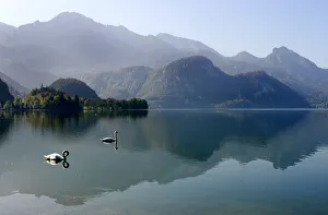 Swans swim in lake on sunny autumn day in the southern Bavarian town of Kochel Swans swim in lake on sunny autumn day in the southern Bavarian town of Kochel