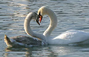 Swans swim on Valentines Day in lake Zbilje Swans swim on Valentines Day in lake Zbilje