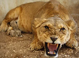 Tamara, a lioness, roars at visitors while feeding her two-day old cub at their enclosure Tamara, a lioness, roars at visitors while feeding her two-day old cub at their enclosure