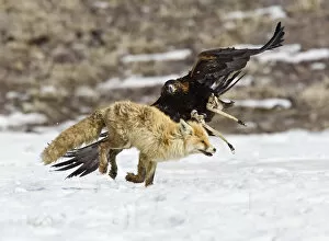 Images Dated 23rd February 2013: A tamed golden eagle attacks a fox during an annual hunting competition in Chengelsy