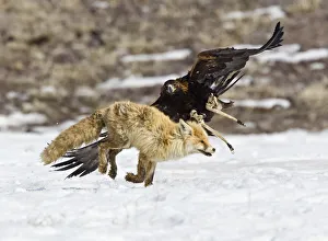 A tamed golden eagle attacks a fox during an annual hunting competition in Chengelsy A tamed golden eagle attacks a fox during an annual hunting competition in Chengelsy
