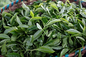 Nairobi Collection: Tea leaves are seen in a basket at a plantation in Kiambu County, near Nairobi