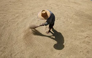 A Thai farmer dries rice grains in Buriram province A Thai farmer dries rice grains in Buriram province