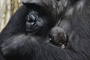 Three-days-old gorilla baby lies in the arm of its mother Rebecca at the zoo in Frankfurt Three-days-old gorilla baby lies in the arm of its mother Rebecca at the zoo in Frankfurt