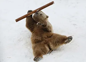 Tien Shan White Claw bear Pamir plays with log in its enclosure at Royev Ruchey zoo in a Tien Shan White Claw bear Pamir plays with log in its enclosure at Royev Ruchey zoo in a