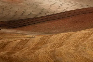 Tire marks of a harvester are seen on a freshly harvested field during a strong drought Tire marks of a harvester are seen on a freshly harvested field during a strong drought