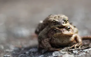 Two toads are on their way to a lake in a forest near Darmstadt Two toads are on their way to a lake in a forest near Darmstadt