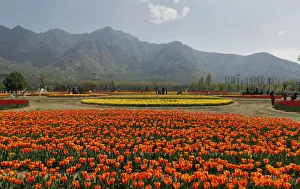 Tourists are seen at Kashmirs tulip garden during Baisakhi festival in Srinagar Tourists are seen at Kashmirs tulip garden during Baisakhi festival in Srinagar