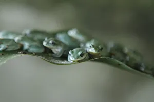 Tree frogs sit on a leaf at an amphibian feeding camp outside Hanoi Tree frogs sit on a leaf at an amphibian feeding camp outside Hanoi