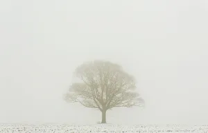 A tree stands in a misty snow-covered field near Bossingham, south east England A tree stands in a misty snow-covered field near Bossingham, south east England