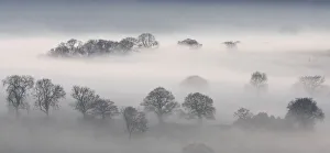 Trees sit in fog covered land in Leicestershire countryside Trees sit in fog covered land in Leicestershire countryside