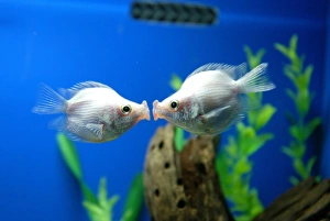 Tropical Fish Pair Kissing Tropical Fish Pair Kissing