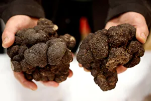 Truffle farmer holds a Black truffles (Truffes du Perigord Truffle farmer holds a Black truffles (Truffes du Perigord