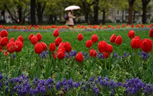 Tulips in bloom near the White House in Washington Tulips in bloom near the White House in Washington