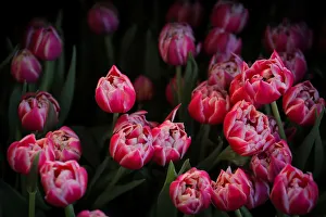 Tulips are displayed at the Dutch Ambassadors residence during the Tulip Days celebration Tulips are displayed at the Dutch Ambassadors residence during the Tulip Days celebration