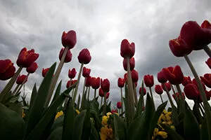 Images Dated 24th April 2011: Tulips are seen in full bloom at a roadside in Istanbul