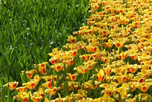 Tulips are seen at the Keukenhof park, also known as the Garden of Europe, in Lisse Tulips are seen at the Keukenhof park, also known as the Garden of Europe, in Lisse